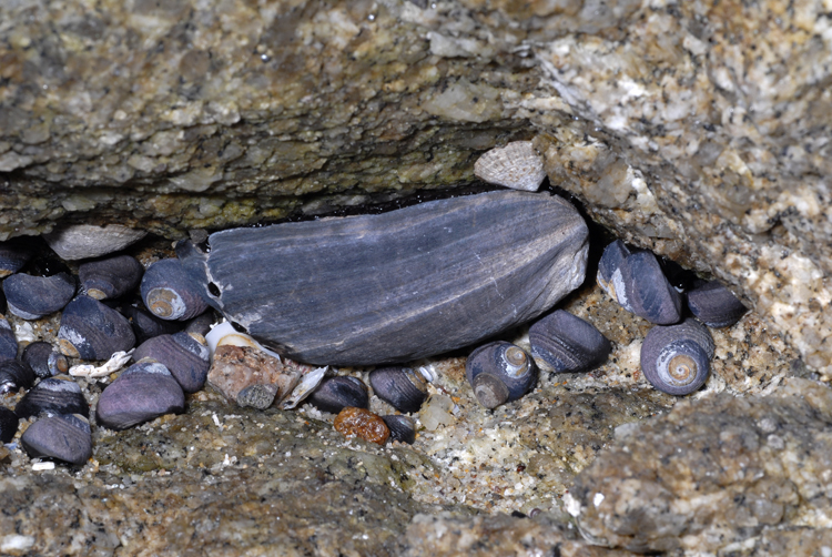 Haliotis cracherodii